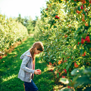 a kid foraging apples and blackberries