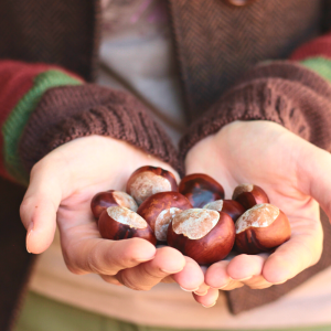 conker hunting