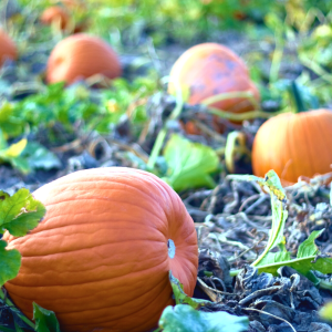 pumpkins